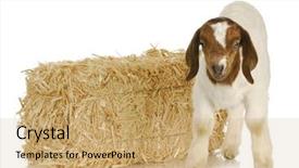  Presentation with straw bale - Slides enhanced with baby goat standing with bale background and a coral colored foreground