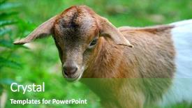  Presentation with convites baby - PPT layouts featuring baby goat background and a shamrock green colored foreground