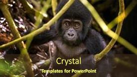  Presentation with uganda - Presentation theme having baby-gorilla-gorilla-beringei-beringei background and a tawny brown colored foreground