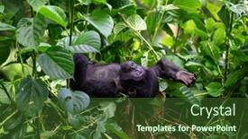  Presentation with family tree - PPT theme consisting of baby-gorilla-gorilla-beringei-beringei background and a tawny brown colored foreground