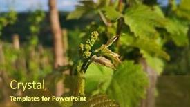  Presentation with diseases - Presentation having baby-grape-after-spraying-against background and a tawny brown colored foreground