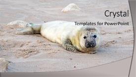  Presentation with baby - Beautiful slides featuring baby grey seal grypus halichoerus backdrop and a light gray colored foreground