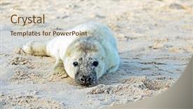  Presentation with brown bear baby shoes - Cool new slides with baby grey seal grypus halichoerus backdrop and a lemonade colored foreground