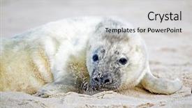  Presentation with brown bear baby shoes - Audience pleasing PPT layouts consisting of baby grey seal grypus halichoerus backdrop and a white colored foreground