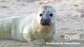  Presentation with baby - PPT layouts enhanced with baby grey seal grypus halichoerus background and a gray colored foreground