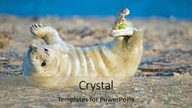  Presentation with brown bear baby shoes - Amazing presentation theme having baby grey seal grypus halichoerus backdrop and a coral colored foreground