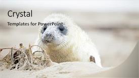  Presentation with brown bear baby shoes - Colorful presentation enhanced with baby grey seal halichoerus grypus backdrop and a light gray colored foreground