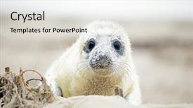  Presentation with brown bear baby shoes - Presentation theme enhanced with baby grey seal halichoerus grypus background and a light gray colored foreground