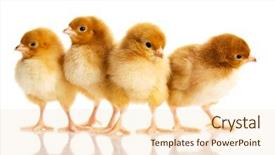 Presentation with cute baby - Audience pleasing PPT theme consisting of baby birds - photo of small cute chickens backdrop and a lemonade colored foreground