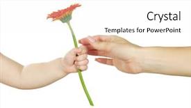  Presentation with neonatal nurse baby hand mother - Audience pleasing presentation theme consisting of baby hand holding red gerber backdrop and a white colored foreground