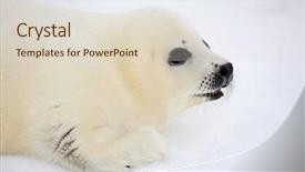  Presentation with ice - PPT theme enhanced with baby harp seal pup background and a lemonade colored foreground