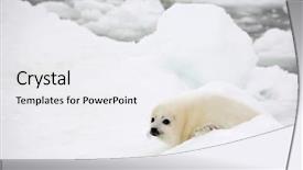  Presentation with ice - Theme consisting of baby harp seal pup background and a white colored foreground