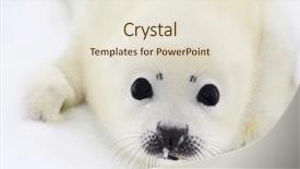  Presentation with ice - Presentation theme having baby harp seal pup background and a sky blue colored foreground