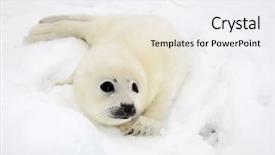  Presentation with ice - Slide set having baby harp seal pup background and a white colored foreground