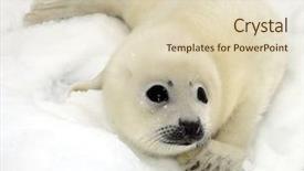  Presentation with ice - Presentation theme having baby harp seal pup background and a soft green colored foreground