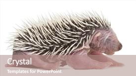  Presentation with old days - Cool new PPT theme with baby hedgehog 4 days old backdrop and a  colored foreground