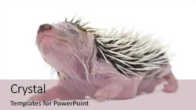  Presentation with old days - Beautiful slides featuring baby hedgehog 4 days old backdrop and a  colored foreground