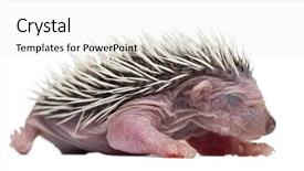  Presentation with old days - Colorful PPT layouts enhanced with baby hedgehog 4 days old backdrop and a  colored foreground