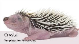  Presentation with old days - Slides having baby hedgehog 4 days old background and a coral colored foreground