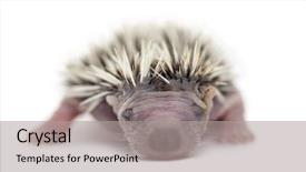  Presentation with old days - PPT layouts featuring baby hedgehog 4 days old background and a  colored foreground