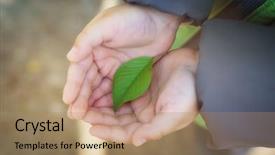  Presentation with nature design - Slide set having baby herbal - small green leaf in child background and a coral colored foreground