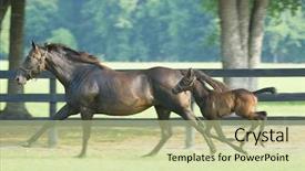  Presentation with spine equine - Presentation with baby horse and mare equine -- series 01 background and a mint green colored foreground