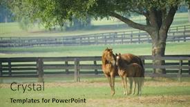 Presentation with horse - Cool new slide deck with baby horse and mare equine -- series 06 backdrop and a mint green colored foreground