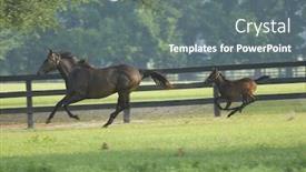  Presentation with horse - Cool new presentation theme with baby horse and mare equine -- series 16 backdrop and a gray colored foreground