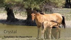  Presentation with mothers - Slides enhanced with baby horses with mothers background and a coral colored foreground