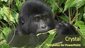  Presentation with uganda - Theme having animals eat - eastern mountain gorilla baby background and a tawny brown colored foreground