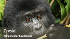  Presentation with rainforest - Colorful theme enhanced with dictionary theme - plant between hands on black backdrop and a  colored foreground.