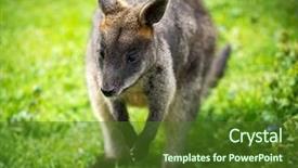  Presentation with disciplined agile delivery - Slide set with baby kangaroo - beautiful agile wallaby background and a tawny brown colored foreground