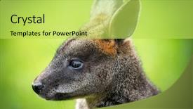  Presentation with kangaroo - Presentation theme featuring baby kangaroo - beautiful agile wallaby background and a yellow colored foreground