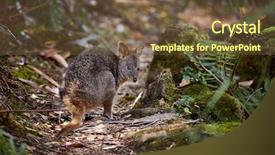  Presentation with kangaroo - Beautiful presentation featuring baby kangaroo - small wallaby in the forest backdrop and a  colored foreground