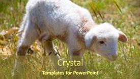  Presentation with sheep - Colorful PPT layouts enhanced with baby lamb newborn sheep standing walking on green grass field backdrop and a tawny brown colored foreground