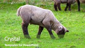  Presentation with nature meadow baby and child - Presentation theme having baby lamb on irish meadow background and a seafoam green colored foreground