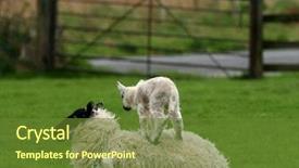  Presentation with standing sitting - PPT theme having baby lamb standing on its mothers back with its twin sitting nearby in a field background and a tawny brown colored foreground