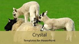  Presentation with climbing - Beautiful presentation theme featuring baby lambs in a meadow backdrop and a  colored foreground