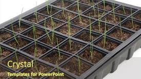  Presentation with sustainable food - Presentation theme enhanced with baby-leek-seedling-plants background and a tawny brown colored foreground
