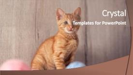  Presentation with hello kitty cute little kitten - Amazing slides having baby lung - adorable kitten playing with clews backdrop and a coral colored foreground