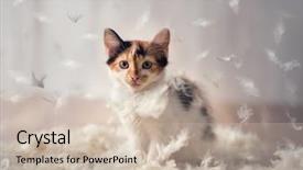  Presentation with hello kitty cute little kitten - Presentation with baby lung - beautiful kitten plays background and a soft green colored foreground