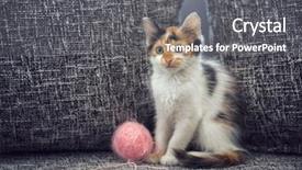  Presentation with baby lung - Slides enhanced with baby lung - cute kitten with clew wool background and a gray colored foreground