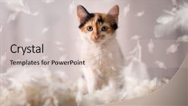  Presentation with two cute sisters playing - Audience pleasing slides consisting of baby lung - cute pussy setting in feathers backdrop and a soft green colored foreground