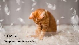  Presentation with baby lung - Amazing theme having baby lung - little cat have fun backdrop and a soft green colored foreground