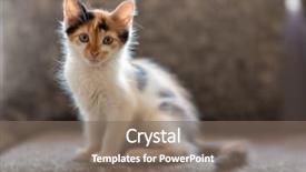  Presentation with pet plant industrial - Beautiful presentation theme featuring baby lung - little cat pet backdrop and a violet colored foreground