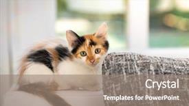  Presentation with house window - Beautiful PPT theme featuring baby lung - little cute kitten cat backdrop and a gray colored foreground