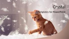  Presentation with kitten - Theme featuring baby lung - playful red kitten in feathers background and a soft green colored foreground