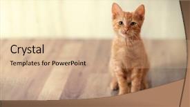  Presentation with hello kitty cute little kitten - Amazing slides having baby lung - red little kitten posing backdrop and a  colored foreground