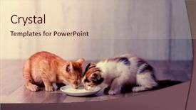  Presentation with two plastic bottles milk - Beautiful PPT theme featuring baby lung - two kitten together eating milk backdrop and a lemonade colored foreground