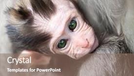  Presentation with mother and baby - Theme having baby macaque monkey with mother background and a violet colored foreground